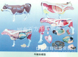 牛解剖模型*动物解剖模型*作矢状解剖面右侧示肌肉/胸腹腔器官
