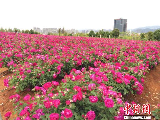 云南一高校种植万株食用玫瑰受热捧食用观赏两相宜