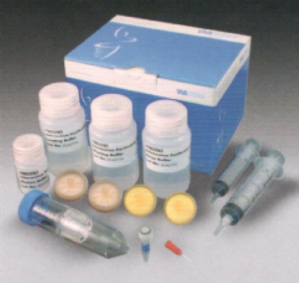 人新生甲状腺素(NN-T4)ELISA试剂盒