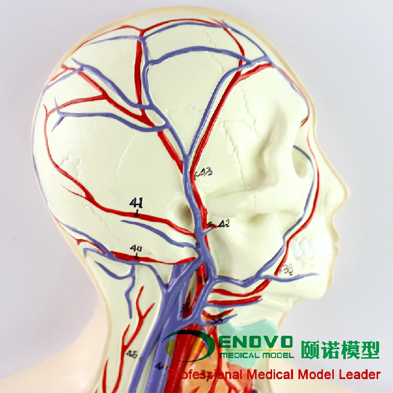 enovo颐诺人体血液循环系统模型体肺循环心血管介入心脏解剖模型