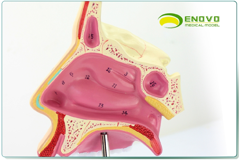 enovo颐诺人体医学鼻腔解剖模型耳鼻喉呼吸科鼻腔内窥镜鼻子模型