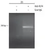 R&D/安迪生物 Mouse KLF4 Antibody AF3158