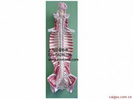 椎管内部脊髓神经模型 脑脊髓与周围神经解剖模型