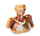 解剖模型 德国EZ头肩颈模型 MP1250 3D打印解剖模型
