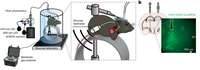 小鼠食欲素神经元、葡萄糖、能量代谢同步监测