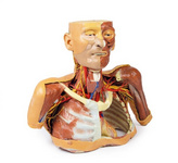 解剖模型 德国EZ头肩颈模型 MP1250 3D打印解剖模型