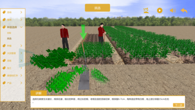 怀菊花栽培种植3D虚拟仿真实训平台