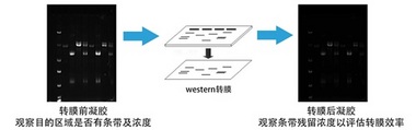 Western蛋白印跡 轉膜可視化輔助儀