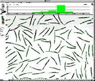 WinSEEDLE 种子和针叶图像分析系统