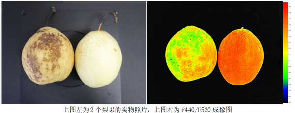 FluorCam多光谱成像助力河北省农林科学院梨果检测