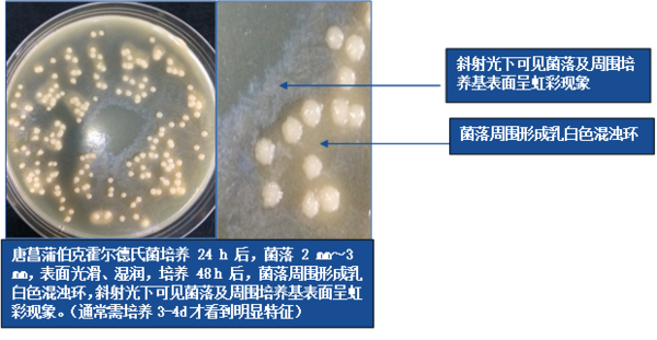 夏秋凉皮中毒事件揭秘：米酵菌酸的致命威胁
