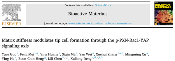 Bioactive Materials：血管生成的重大突破——基質硬度通過 p-PXN-Rac1-YAP 信號軸調節細胞形成