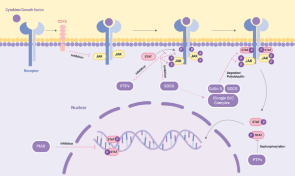 JAK-STAT 通路与炎症和自身免疫性疾病 | MedChemExpress