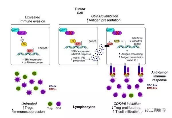 CDK4/6抑制剂在免疫治疗中的新效应 | MedChemExpress