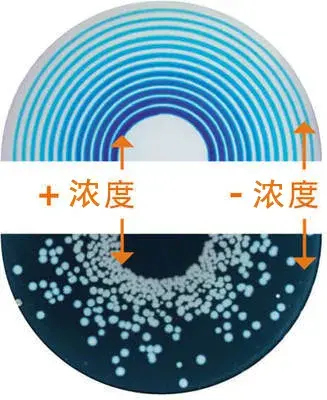 重磅推出！全自動微生物平皿螺旋接種儀