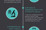 抗癌熱點——CAR-T | MedChemExpress