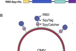 全自動外泌體熒光檢測分析技術助力科學家開發出一種有效鼻腔新冠疫苗