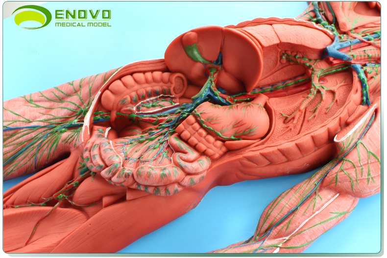 enovo颐诺医学人体淋巴系统解剖模型淋巴器官模型人体免疫系统