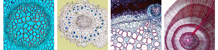 COIC 重光 生物显微镜 BS203 教学机