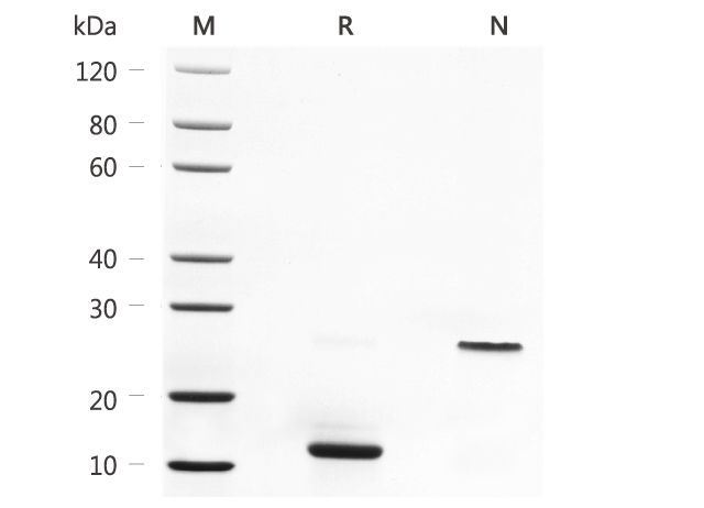 Cytokines 细胞因子产品说明 | MedChemExpress
